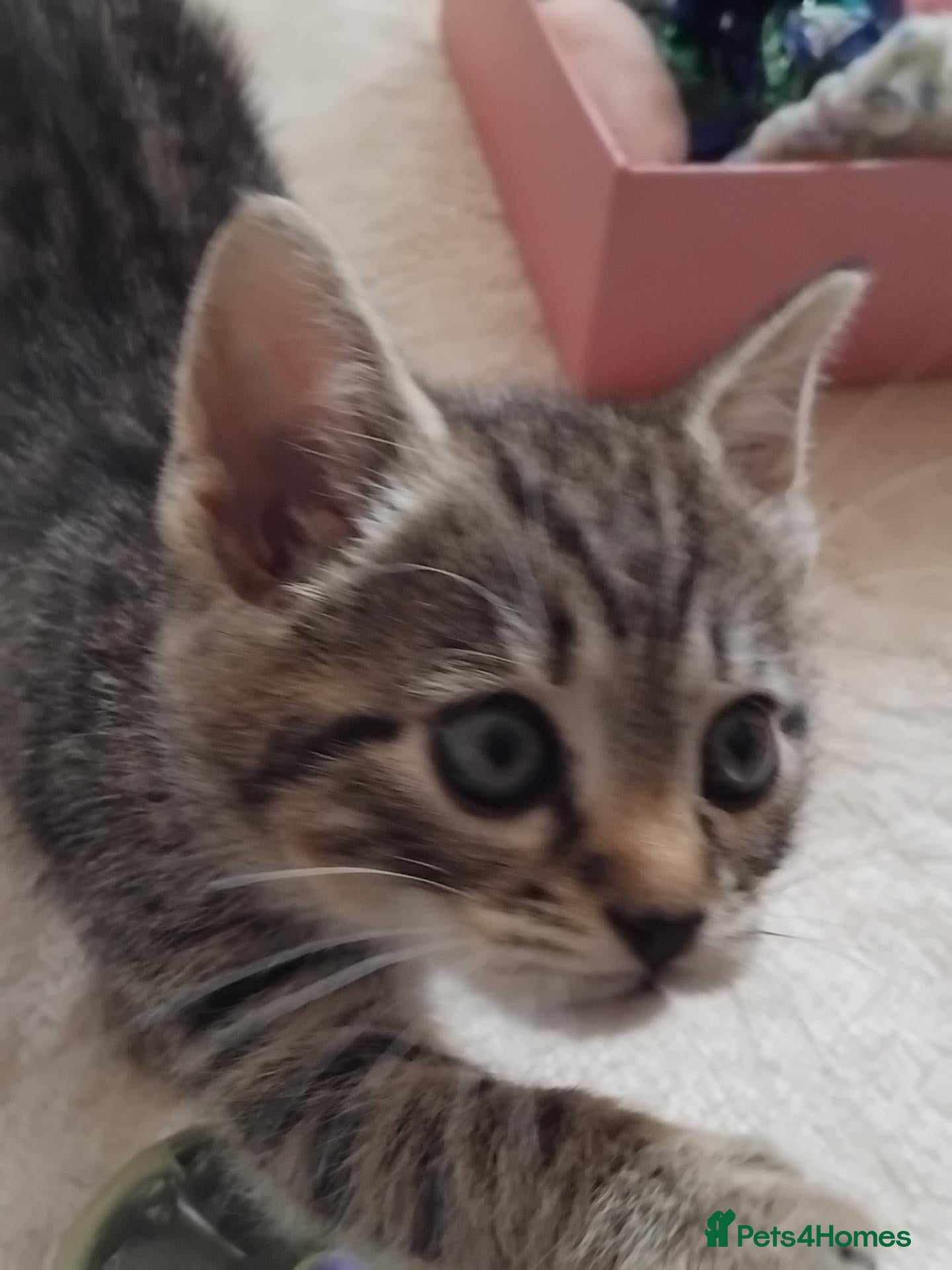 Mixed Breed cats for sale: Lovely Bengal x kitten for sale. - Advert 23