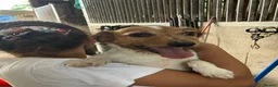 Jack Russell dogs for sale: Scruff - Advert 3