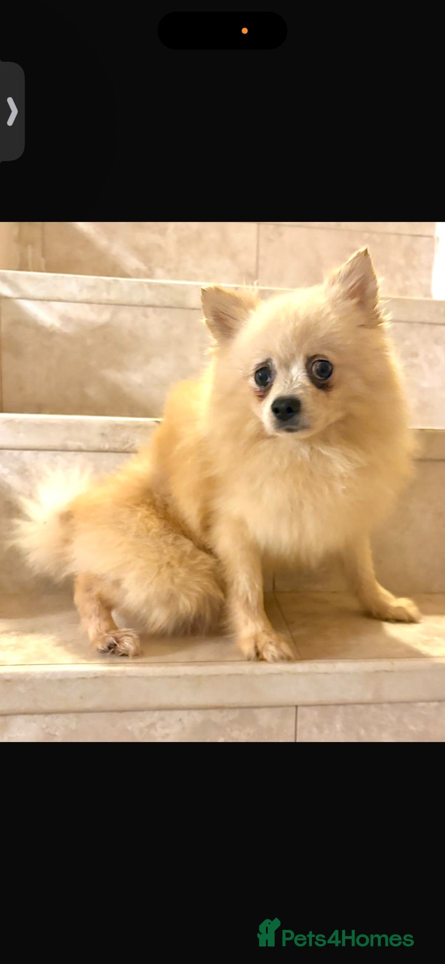 Pomeranian dogs for sale: Beautiful Pomeranian  - Advert 12