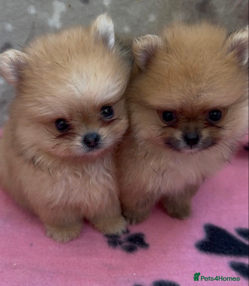 Pomeranian dogs Bear Type Pomeranian for sale  **  - Advert 2