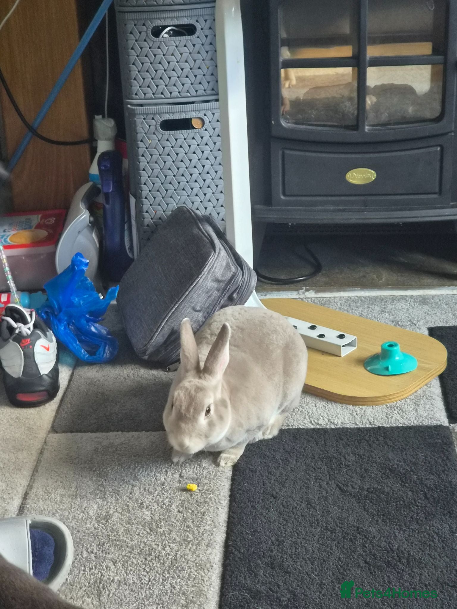 Rex rabbits Male rabbit with cage - Advert 2