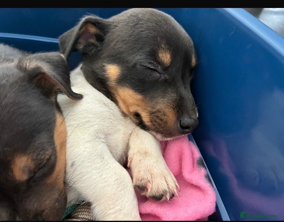 Jack Russell dogs  Jack Russell puppies for sale  - Advert 2