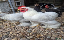 Chickens poultry for sale: Pekin Bantam Roosters - Image 5