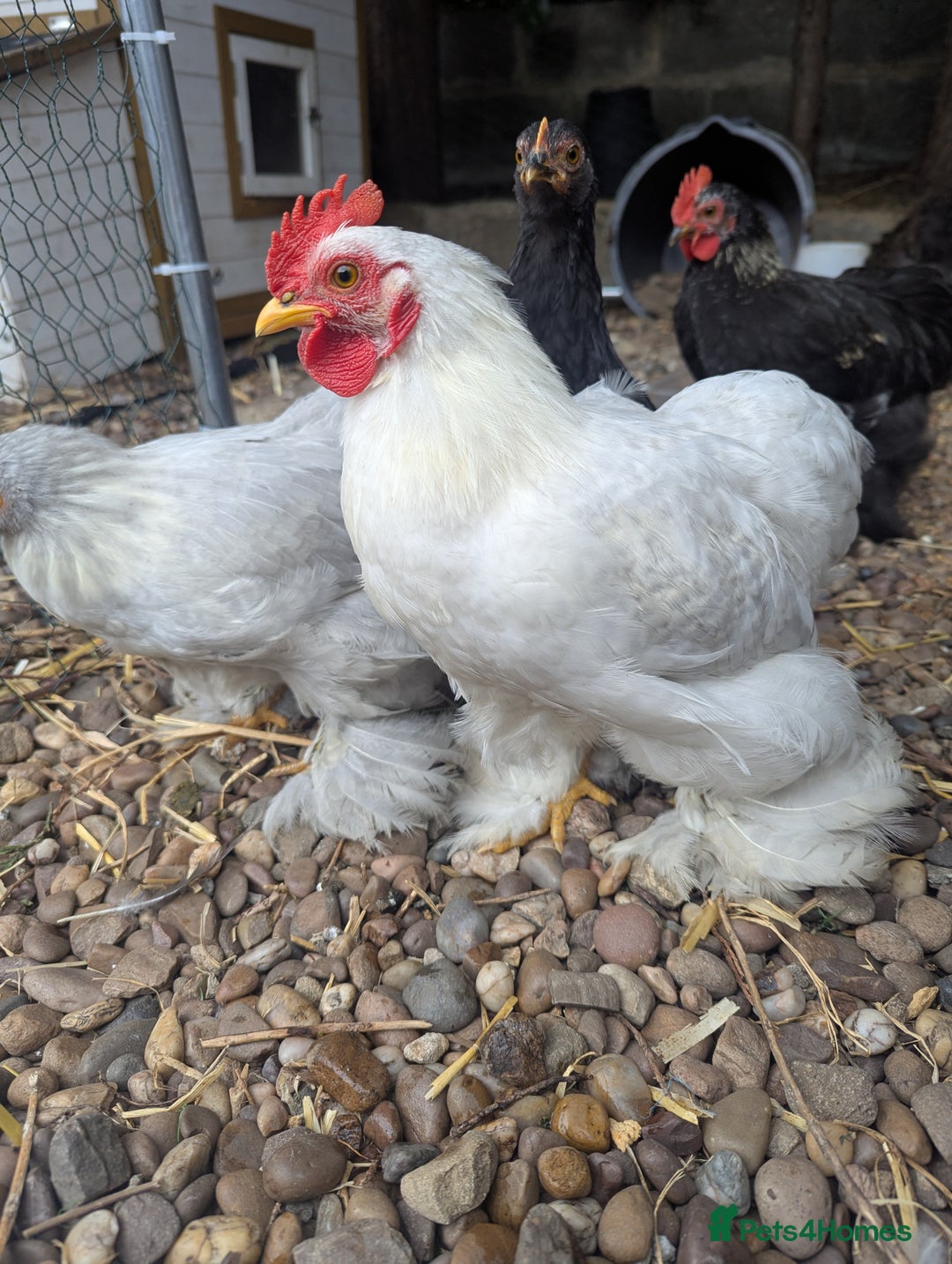 Chickens poultry for sale: Pekin Bantam Roosters - Image 5