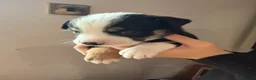 Mixed Breed dogs for sale: 🐾BULLDOG X BORDER COLLIE PUPPIES - Advert 33