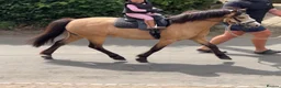 Welsh Section A horses for sale: Teddy - perfect 1st lead rein pony  in Hemel Hempstead - Advert 2