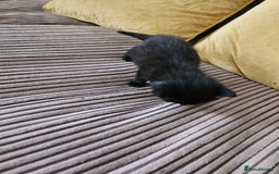 Domestic Shorthair cats for sale: 3 black kittens - Image 6