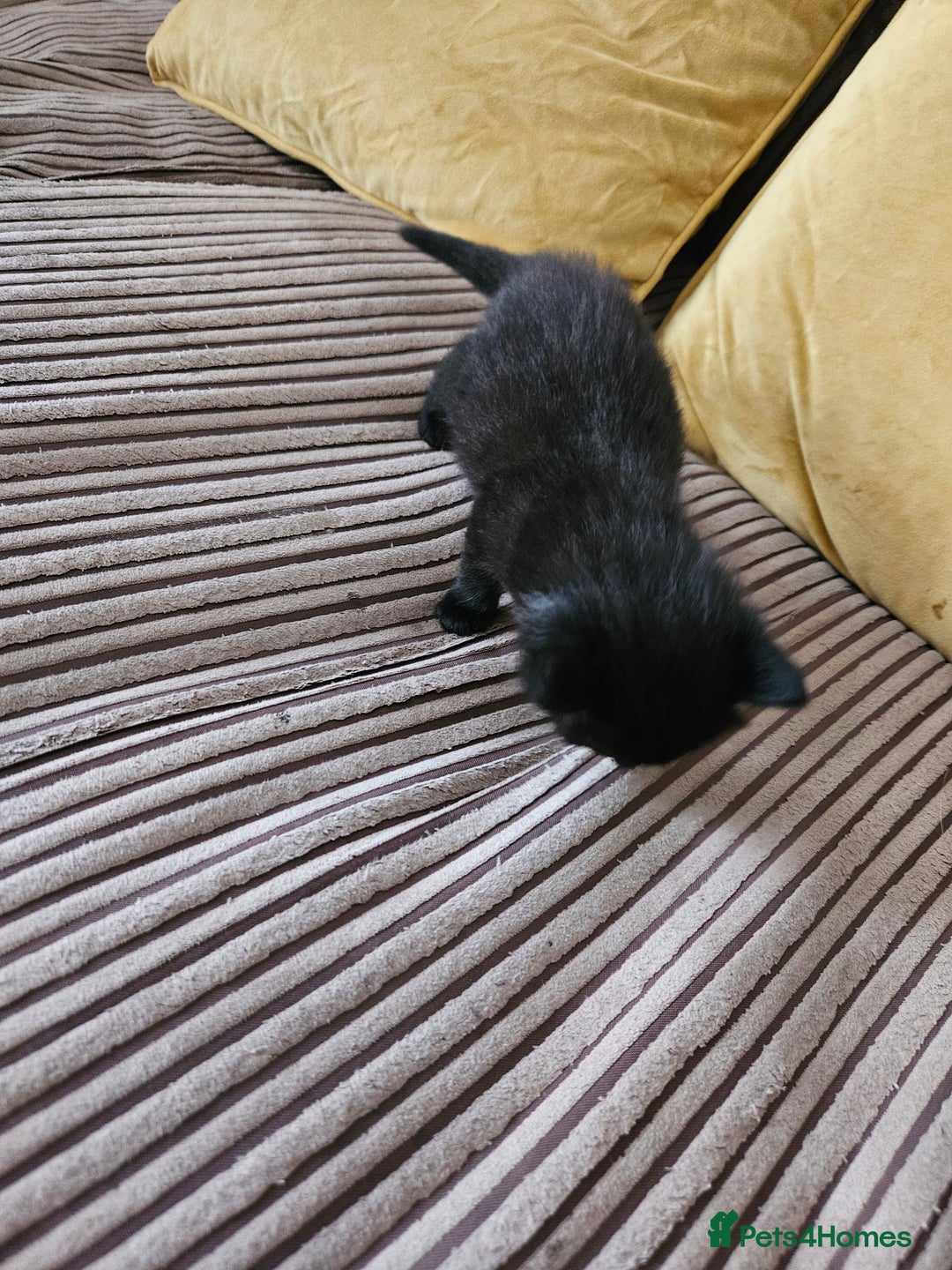 Domestic Shorthair cats for sale: 3 black kittens - Image 6