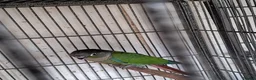 Conures birds for sale: Baby Conures  - Advert 3