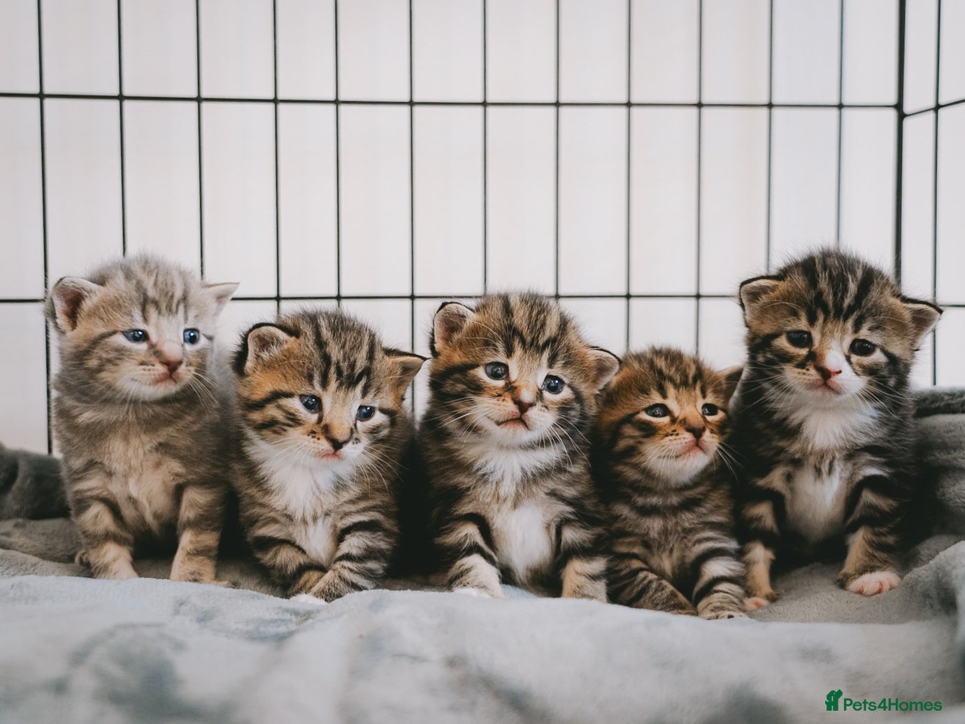 Mixed Breed cats Beautiful kittens looking for loving homes 🐾 - Advert 1