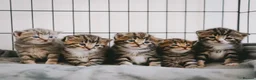 Mixed Breed cats for sale: Beautiful kittens looking for loving homes 🐾 - Advert 1