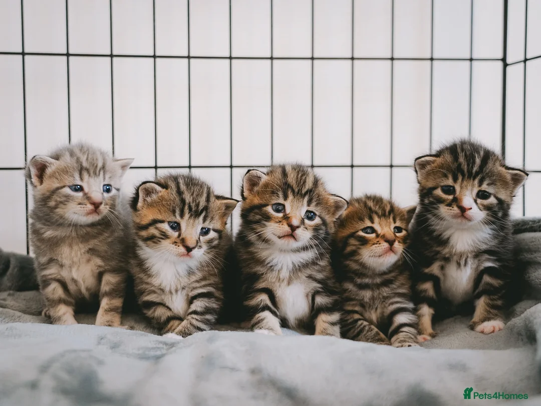 Mixed Breed cats for sale: Beautiful kittens looking for loving homes 🐾 - Advert 1