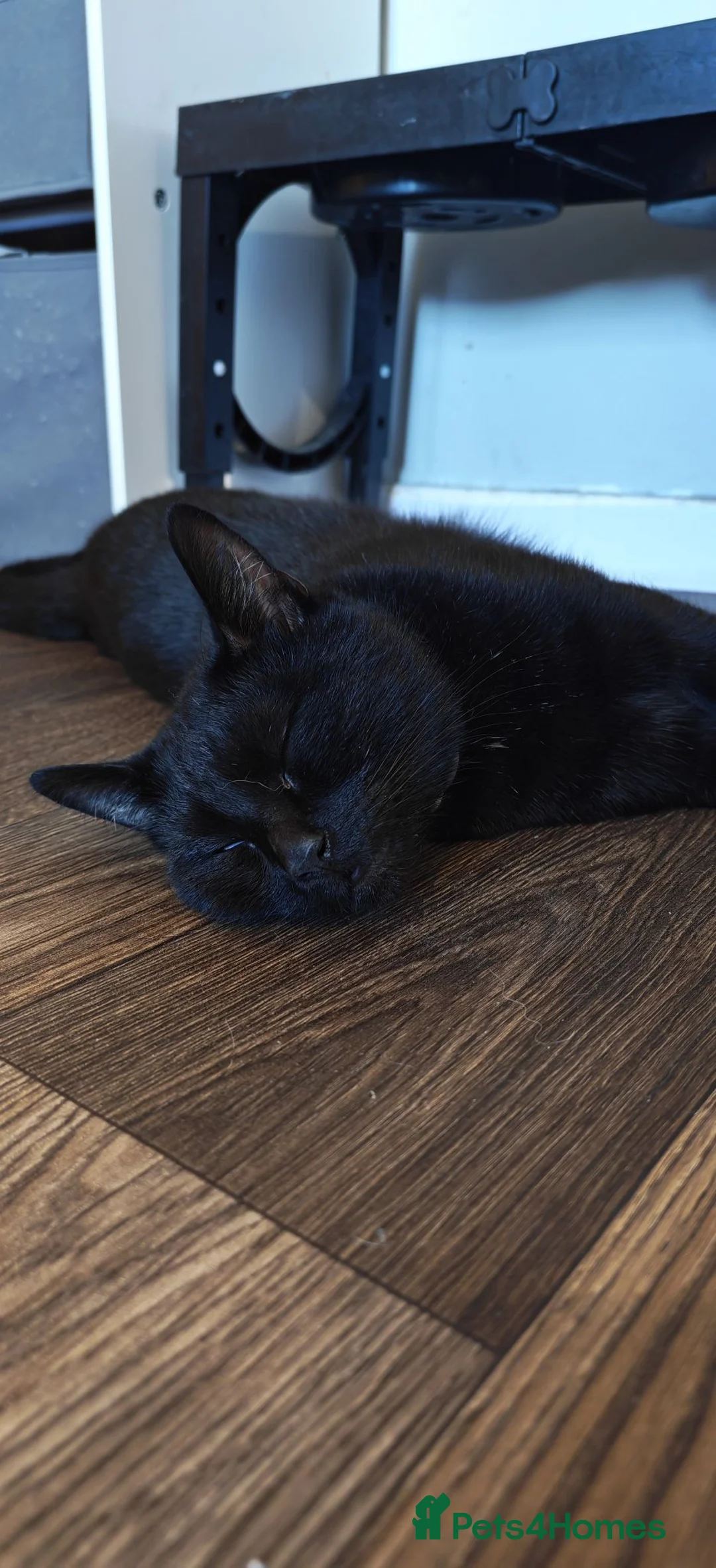Mixed Breed cats for sale: Freddie - Advert 4