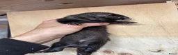 Ferret rodents for sale: Black ferrets  - Advert 10