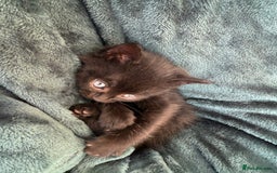 British Shorthair cats for sale: 4 adorable kittens ready for their new home!! - Image 17