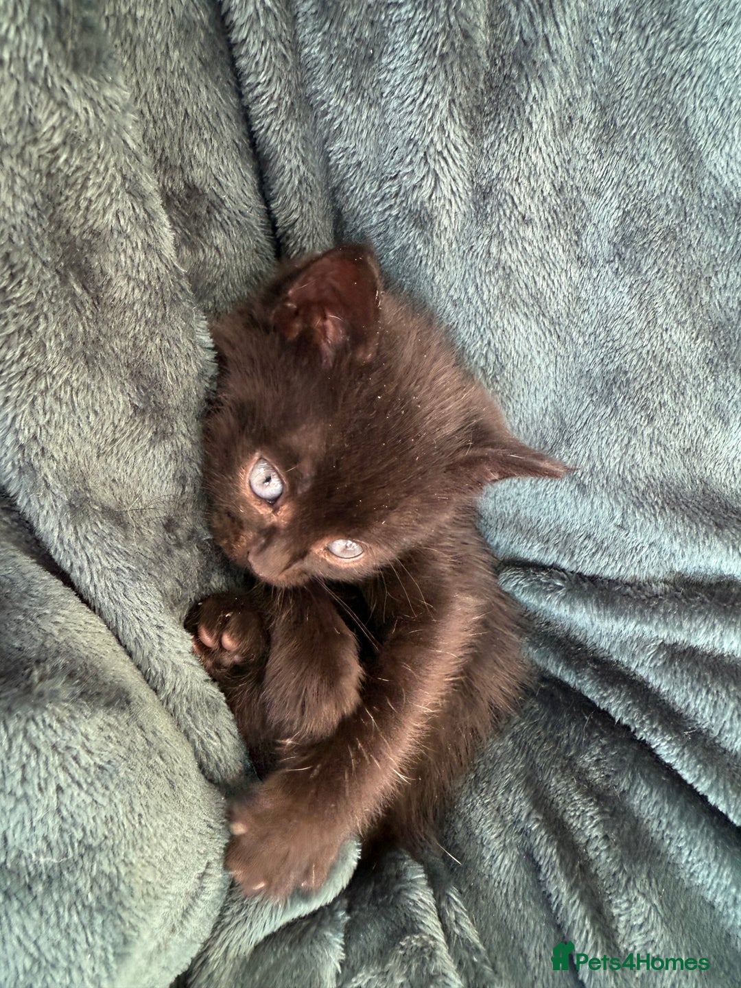 British Shorthair cats for sale: 4 adorable kittens ready for their new home!! - Image 17