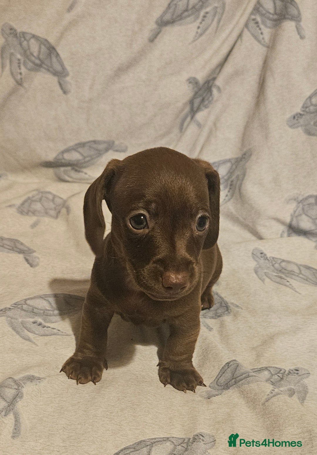 Miniature Dachshund dogs for sale: Adorable miniature dachshund girls - Advert 6