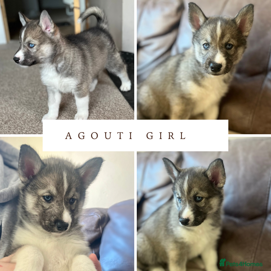 Siberian Husky dogs 1 girl left Beautiful Blue Eyed fluffy husky  - Advert 9