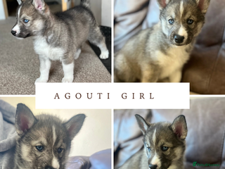 Siberian Husky dogs 1 girl left Beautiful Blue Eyed fluffy husky - Advert 9