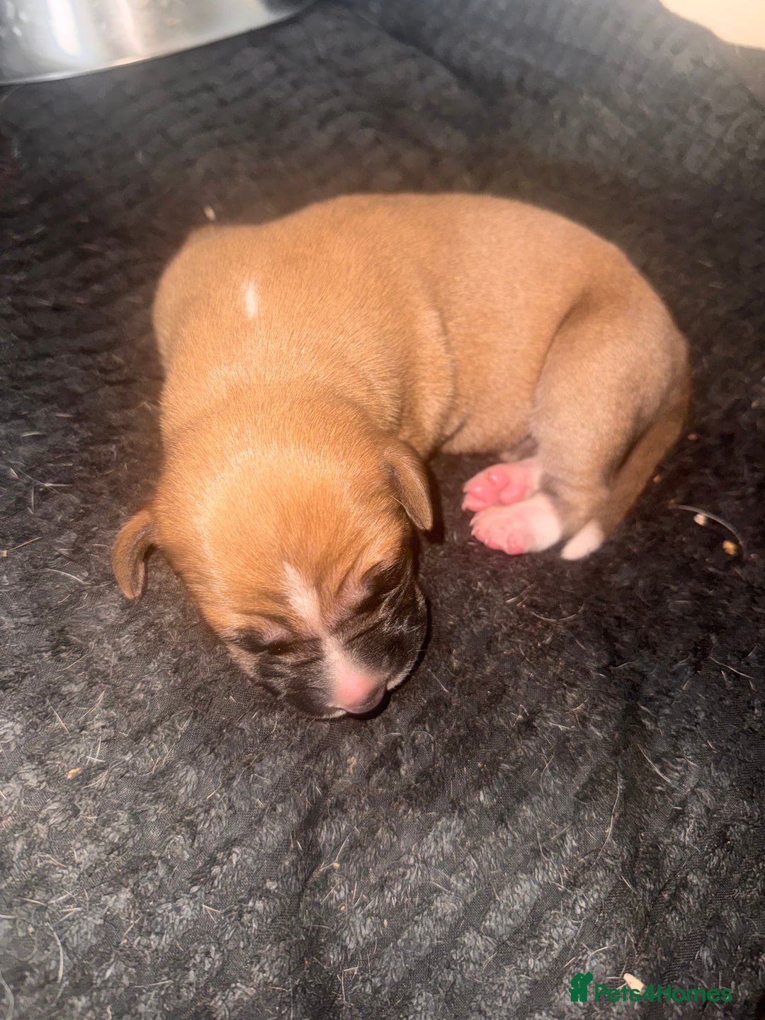 Mixed Breed dogs for sale: Belgian Malinois crosses - Image 6