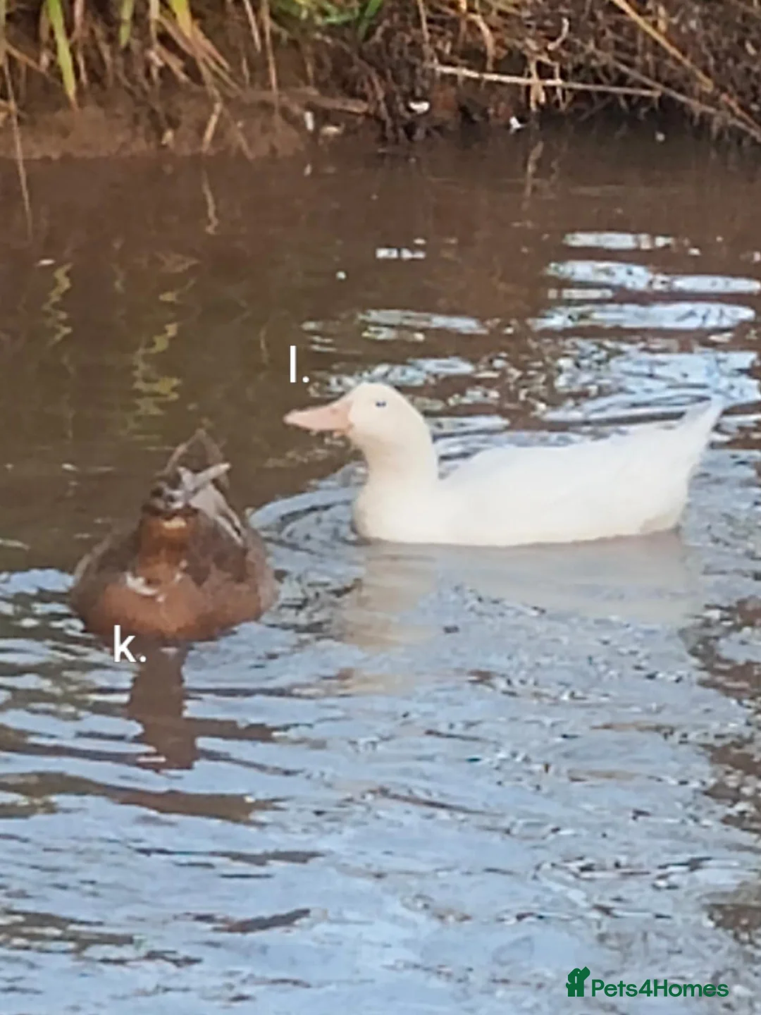 Ducks poultry for sale: Various Ducks for sale in Gloucester - Advert 2