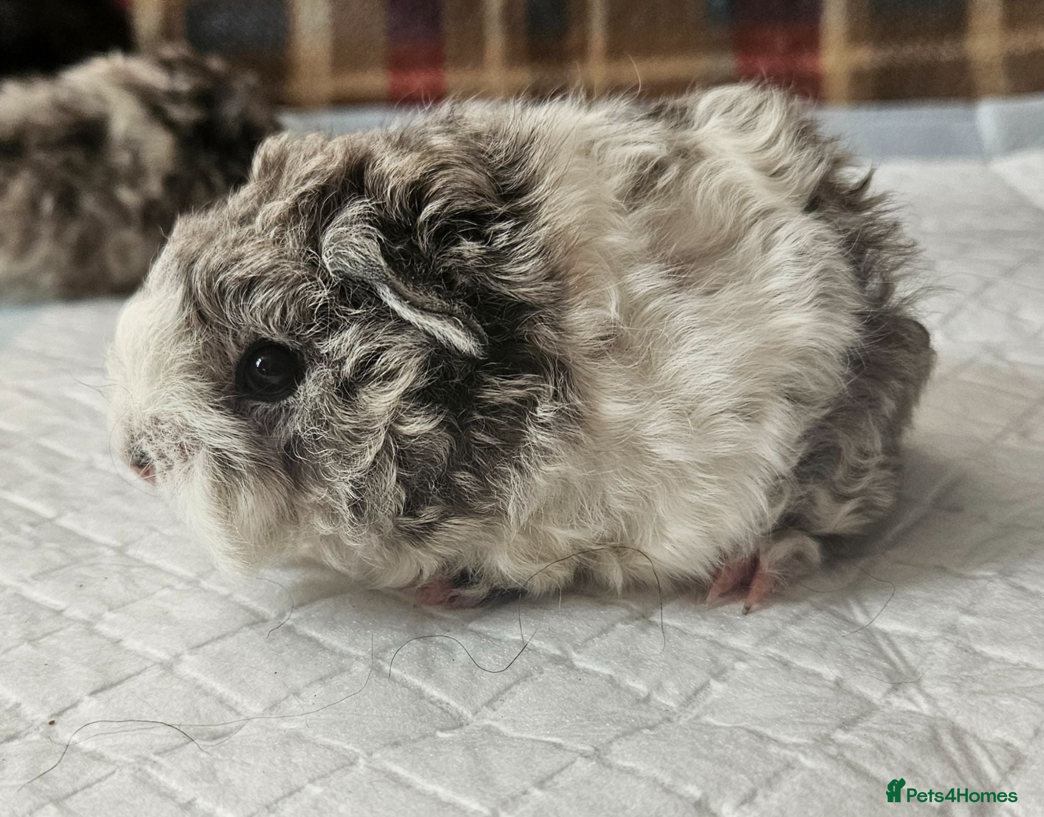 Guinea Pig rodents Beautiful swiss cross lunkarya. - Advert 1