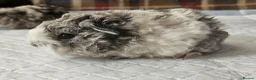 Guinea Pig rodents for sale: Beautiful swiss cross lunkarya. - Advert 1