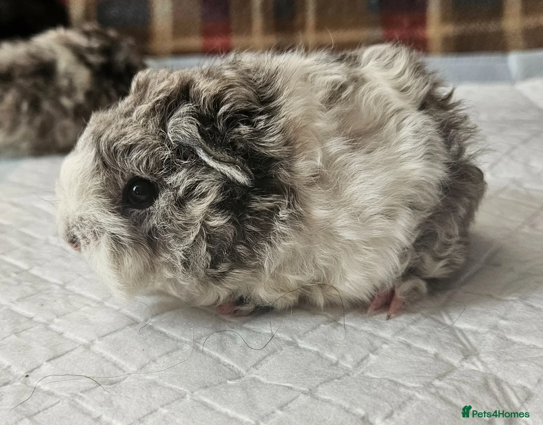 Guinea Pig rodents for sale: Beautiful swiss cross lunkarya. - Advert 1