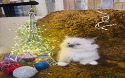 Ragdoll cats for sale: GCCF Pure Ragdoll Seal/Blue Point Lynx Mitted - Advert 15