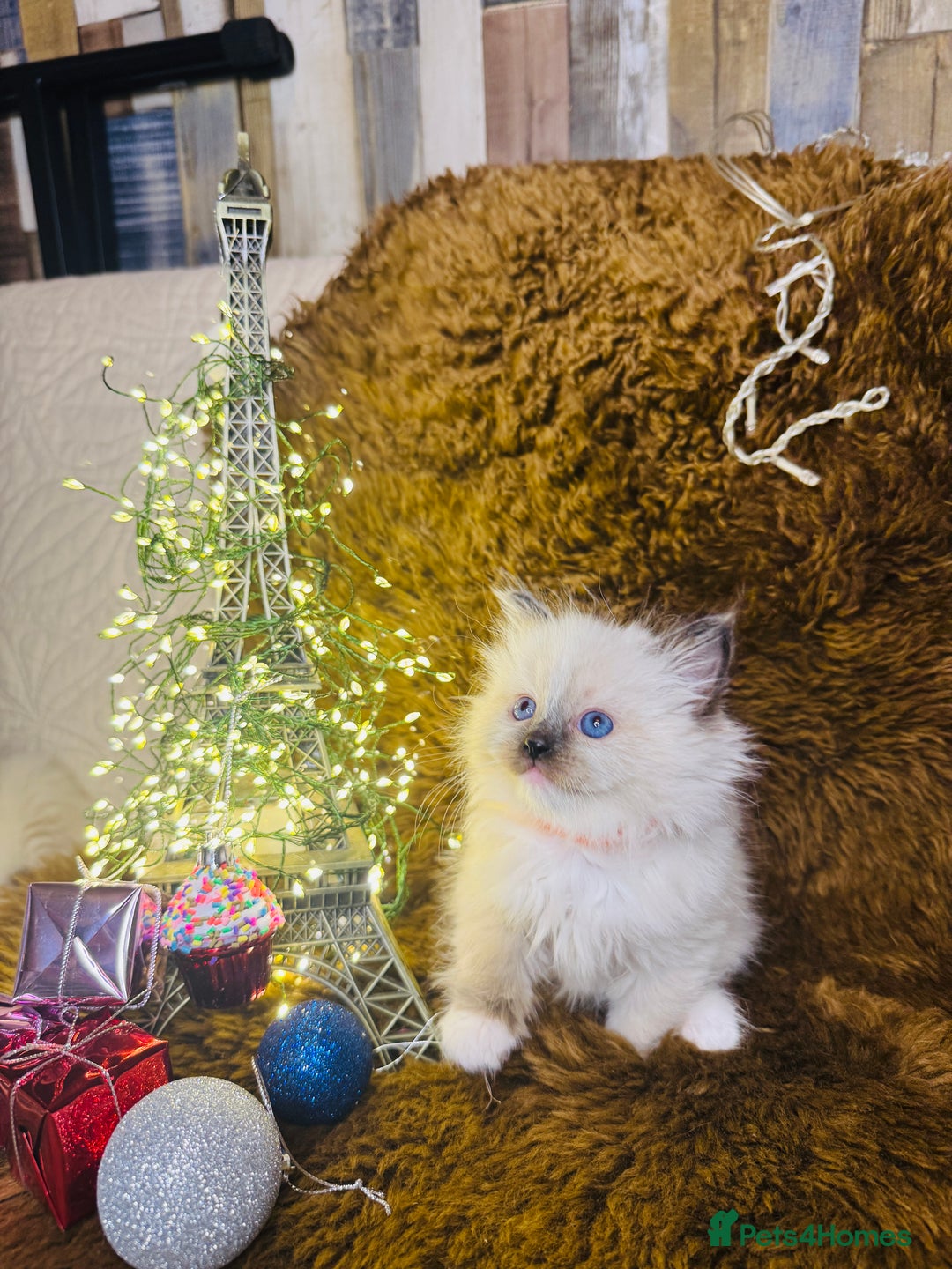 Ragdoll cats for sale: GCCF Pure Ragdoll Seal/Blue Point Lynx Mitted - Advert 15