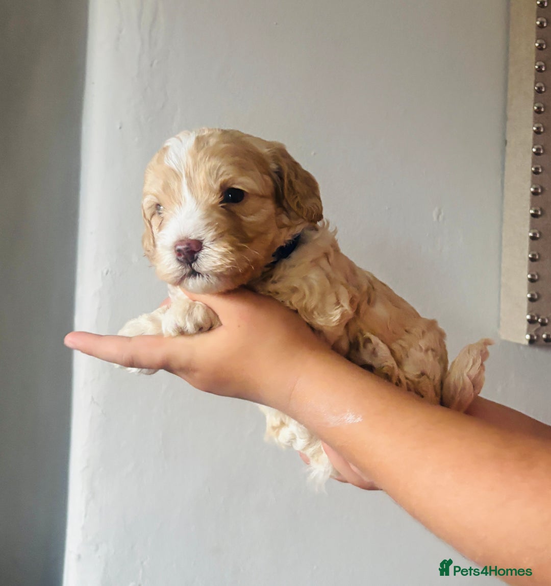 Cockapoo dogs for sale: Stunning lemon and white f1b babies  - Image 2