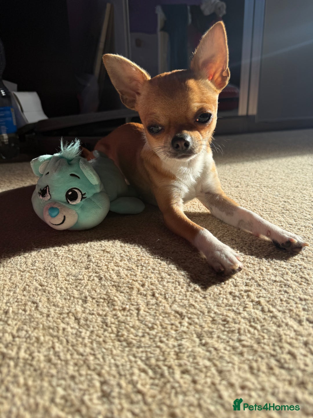 Chihuahua dogs for sale: 🩵 𝓬𝓾𝓭𝓭𝓵𝔂 𝓪𝓷𝓭 𝓹𝓵𝓪𝔂𝓯𝓾𝓵 𝓫𝓸𝔂𝓼🩵 - Image 16