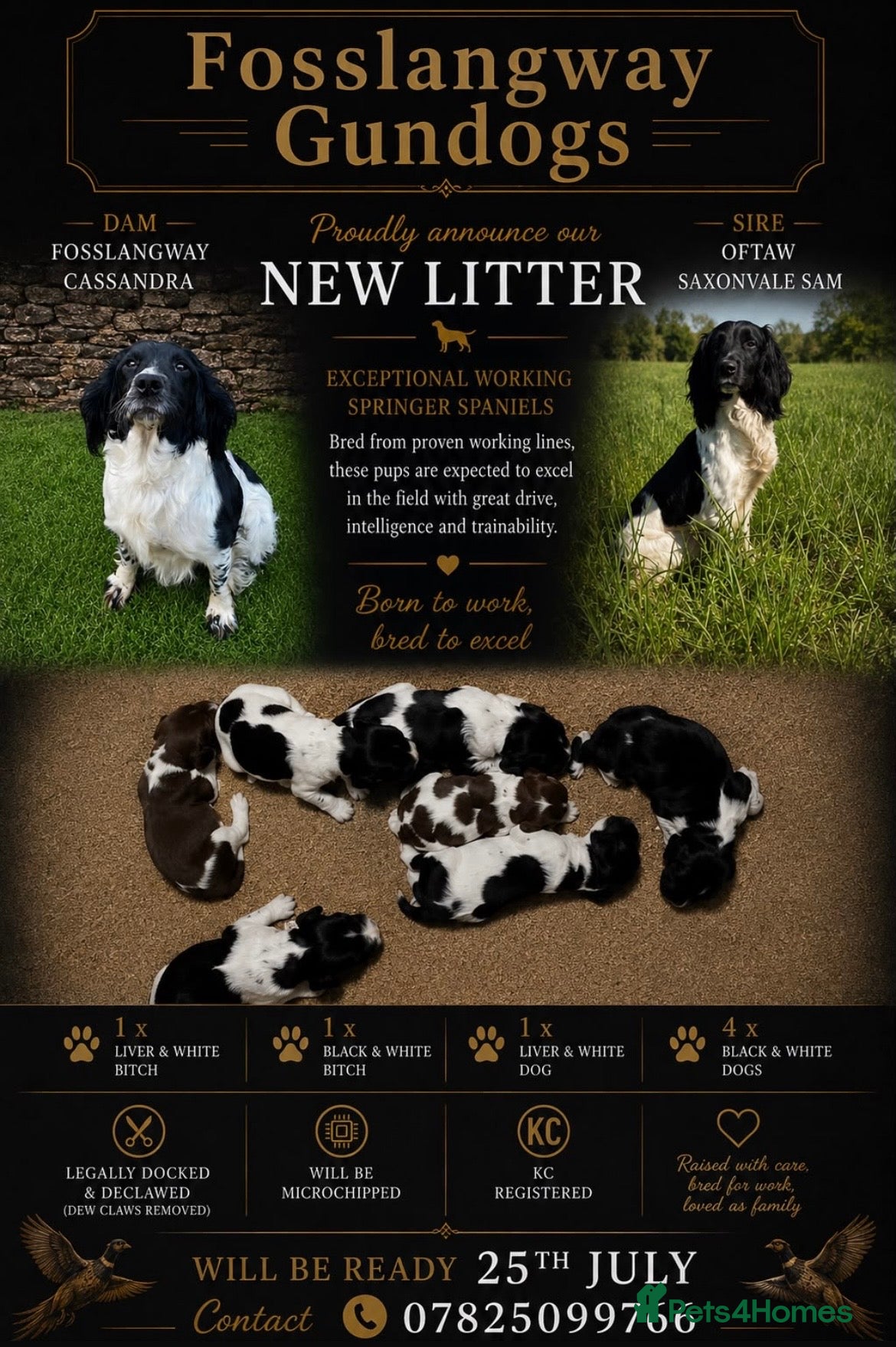 English Springer Spaniel dogs KC reg ESS pups sire OFTAW  - Advert 10