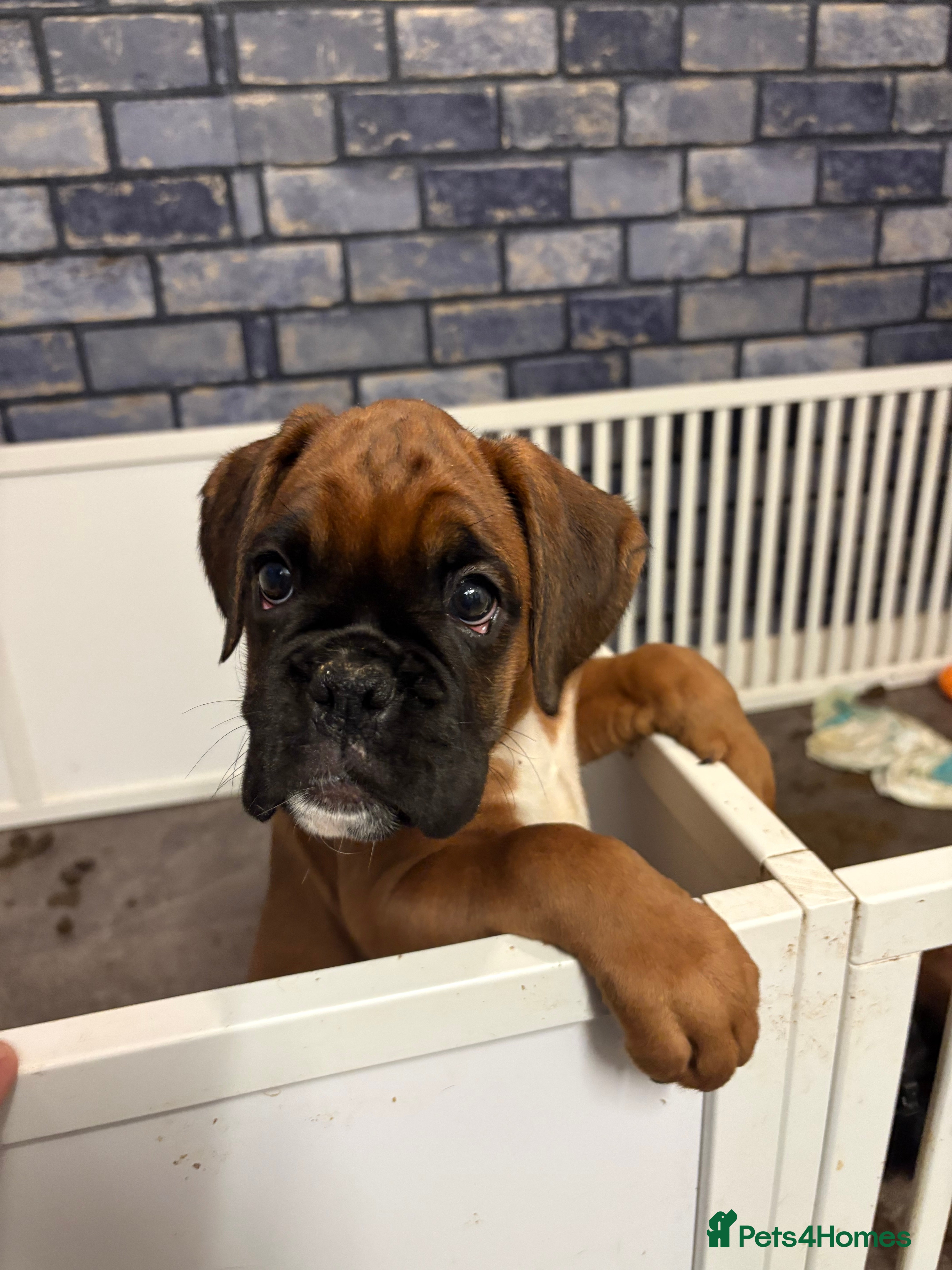 Boxer dogs 4 Stunning Boxer puppies - Advert 3