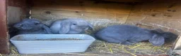 Mini Lop rabbits for sale: Mini loop - Advert 2