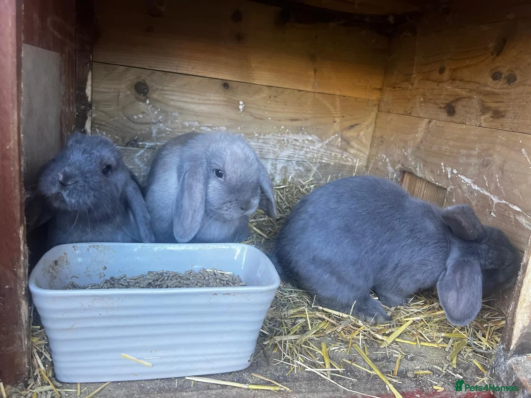 Mini Lop rabbits for sale: Mini loop - Advert 2