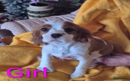 Cavalier King Charles Spaniel dogs for sale: Adorable Cavalier puppies  - Image 3