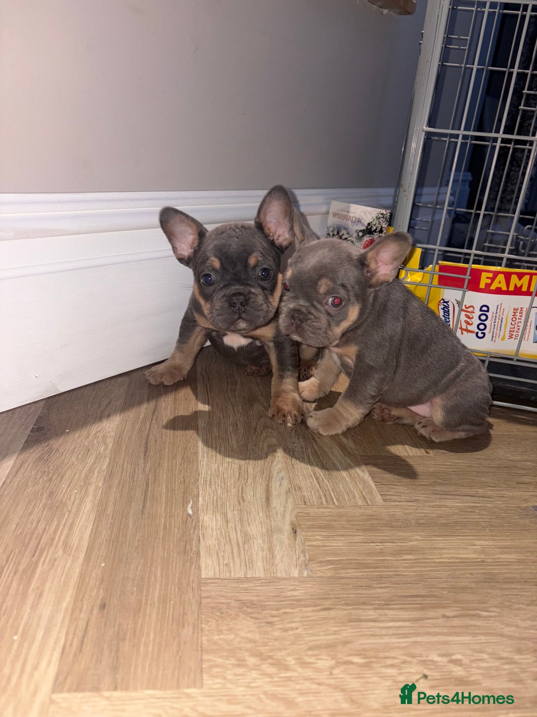 French Bulldog dogs for sale: French bulldog puppies NEARLY READY TO GO - Advert 3