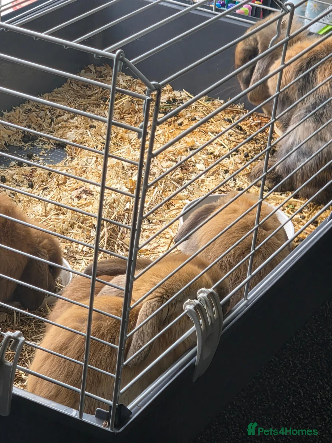 Mixed Breed rabbits for sale: 4 beautiful lops forsale in Washington - Advert 1