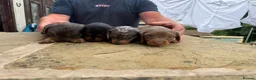 Dachshund dogs for sale: Miniature dachshund for sale in Elland - Advert 6