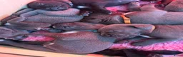 Cane Corso dogs for sale: EXCEPTIONAL CANE CORSO PUPPIES - Advert 8