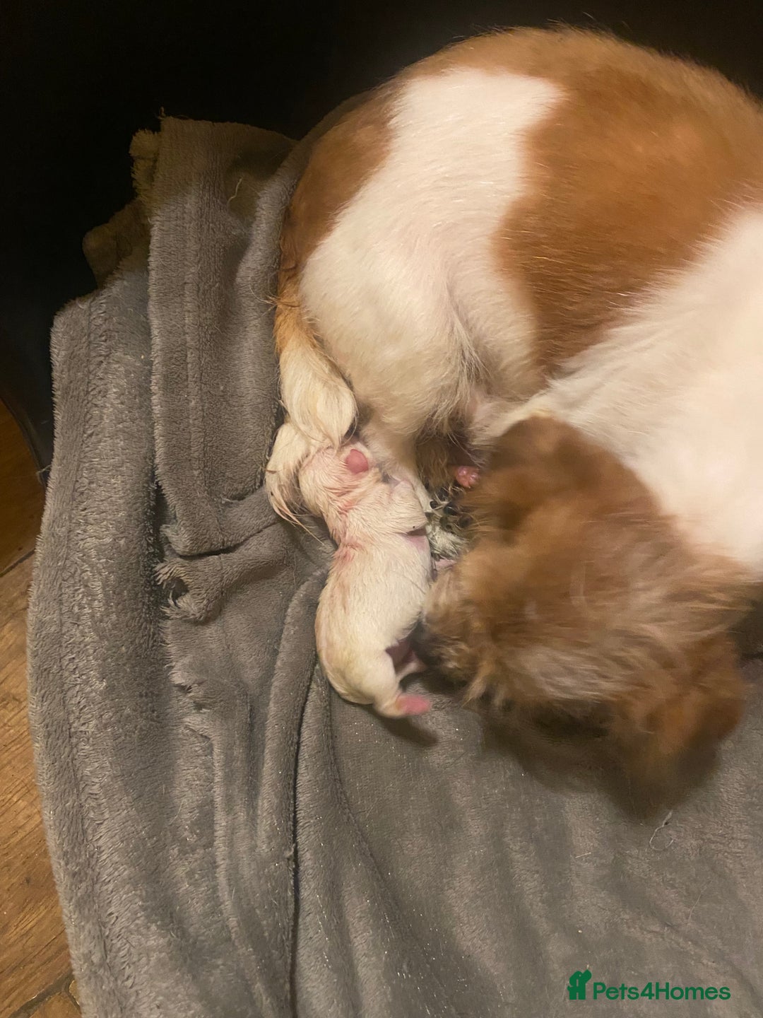 Jack Russell dogs for sale: Jack cross Jackshih  - Advert 8