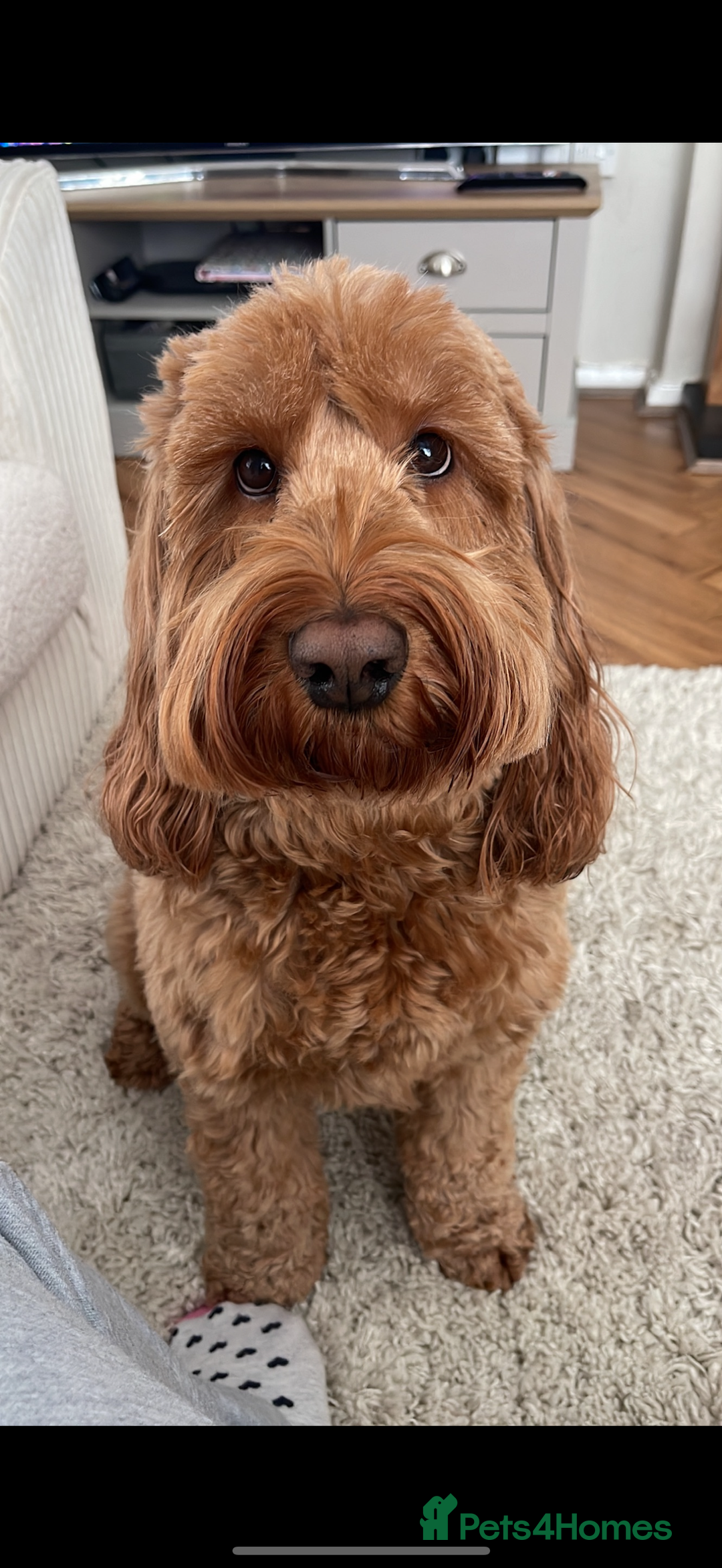 Cockapoo dogs for sale: Cockapoo - Image 24