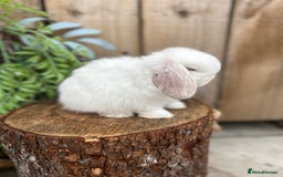 Mini Lop rabbits for sale: ⭐️ FRIENDLY PUREBRED MINI LOP BUNNIES ⭐️ - Image 15