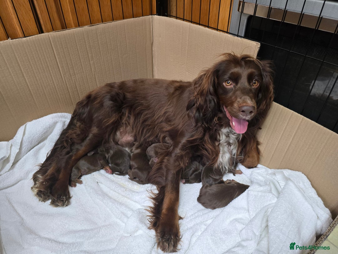 Cocker Spaniel dogs for sale: 3 Girls Looking For Loving Homes - Image 19