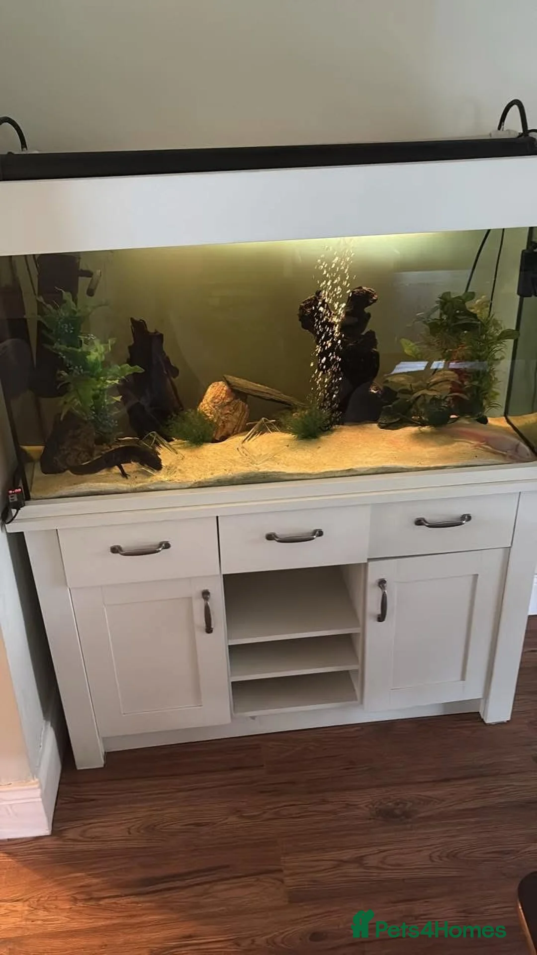 Axolotl reptiles for sale: 2 Adult Axolotls with full setup  - Advert 1
