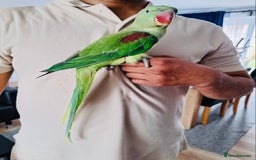 Parrots birds for sale: Beautiful hand reared alexandrine parrot for sale. - Image 3
