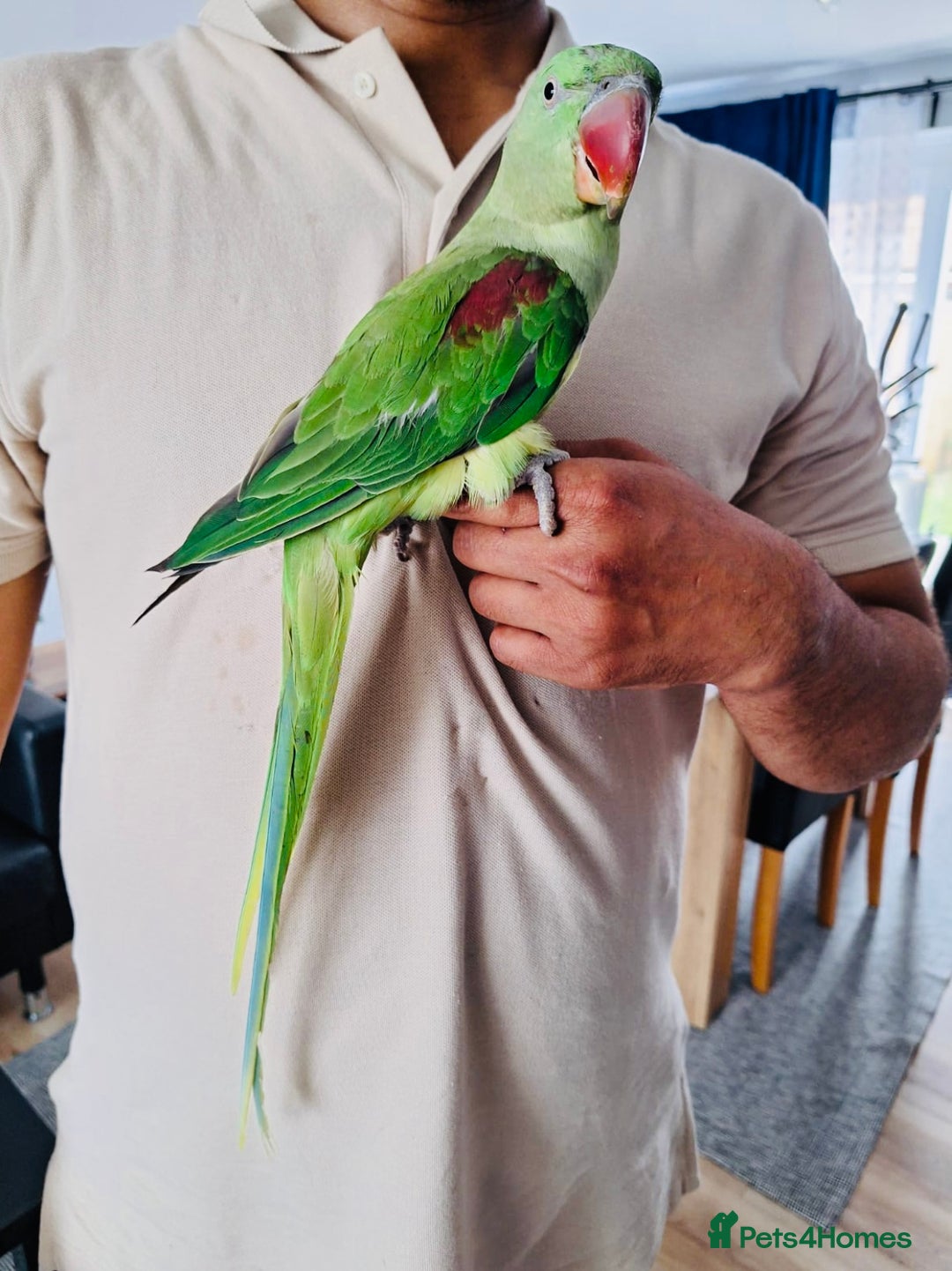 Parrots birds for sale: Beautiful hand reared alexandrine parrot for sale. - Image 3