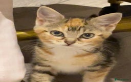 British Longhair cats for sale: 2 ADORABLE FLUFFY BRITISH LONGHAIR KITTENS LEFT!!! - Image 25