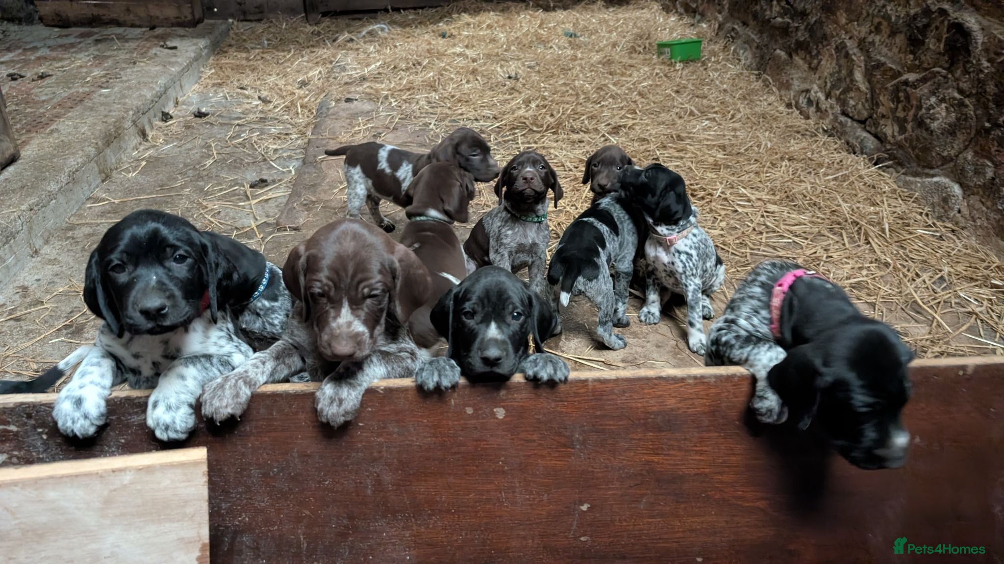 German Shorthaired Pointer dogs German Shorthaired Pointer puppies - Advert 7